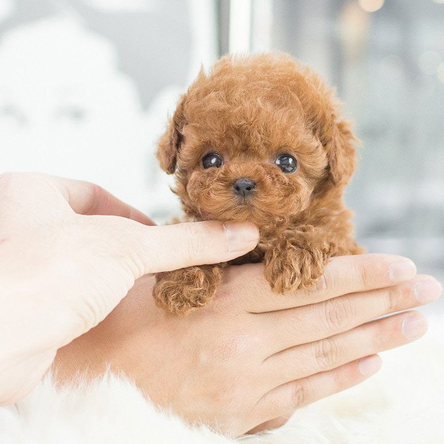 FurBuddy® | Realistisk hvalp, ingen allergi