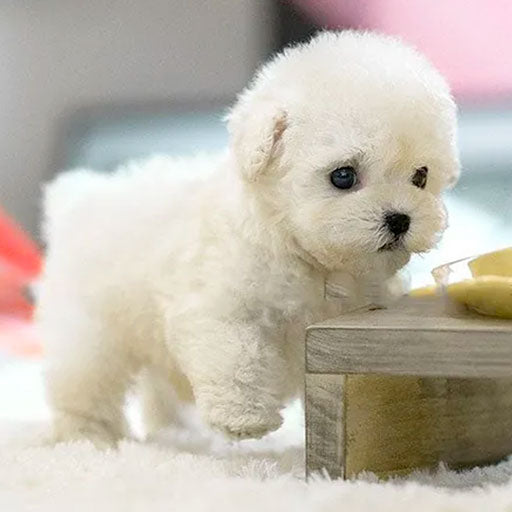FurBuddy® | Realistisk hvalp, ingen allergi